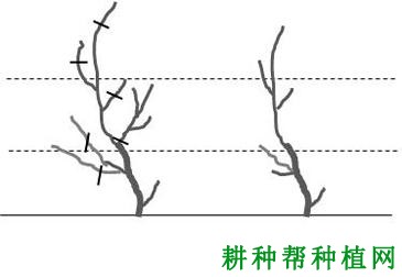 初结果的葡萄如何整形修剪? 初结果的葡萄如何整形修剪?