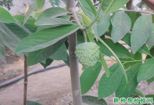 番荔枝叶斑病如何防治? 番荔枝叶斑病如何防治?
