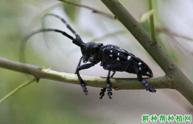 种植番荔枝如何防治天牛? 种植番荔枝如何防治天牛?