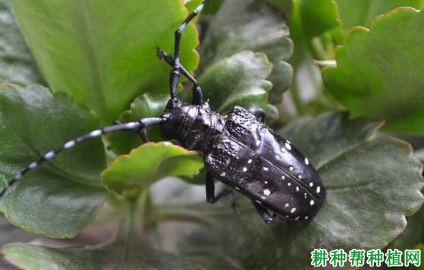 种植番荔枝如何防治天牛? 种植番荔枝如何防治天牛?