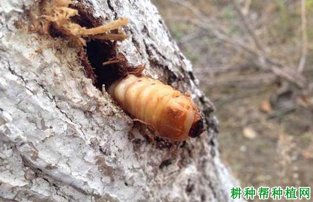 种植番荔枝如何防治天牛? 种植番荔枝如何防治天牛?
