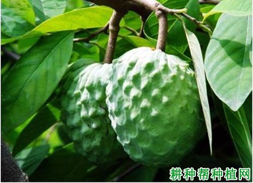 Marooch Gold 番荔枝品种好不好? Marooch Gold 番荔枝品种好不好?