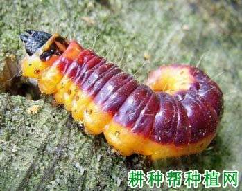 种植番荔枝如何防治木蠹蛾? 种植番荔枝如何防治木蠹蛾?