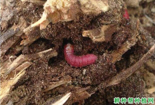 种植番荔枝如何防治木蠹蛾? 种植番荔枝如何防治木蠹蛾?