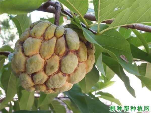 比利巴番荔枝品种好不好? 比利巴番荔枝品种好不好?