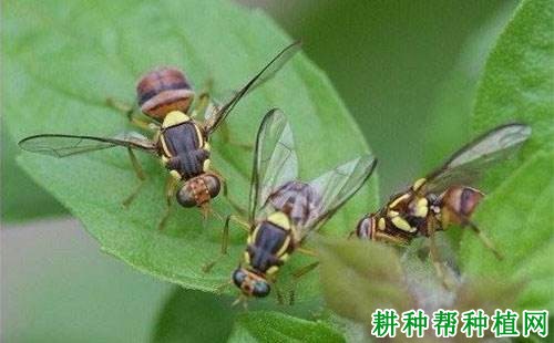 种植番荔枝如何防治柑橘小实蝇? 种植番荔枝如何防治柑橘小实蝇?