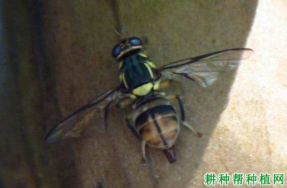 种植番荔枝如何防治柑橘小实蝇? 种植番荔枝如何防治柑橘小实蝇?
