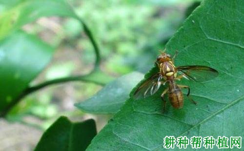种植番荔枝如何防治柑橘小实蝇? 种植番荔枝如何防治柑橘小实蝇?