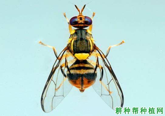 种植番荔枝如何防治柑橘小实蝇? 种植番荔枝如何防治柑橘小实蝇?