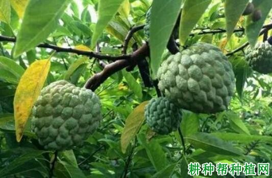 番荔枝假尾孢叶斑病如何防治? 番荔枝假尾孢叶斑病如何防治?
