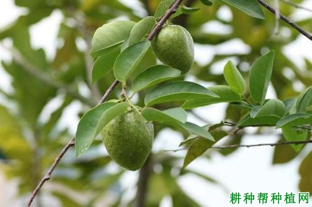 圆滑番荔枝品种好不好? 圆滑番荔枝品种好不好?
