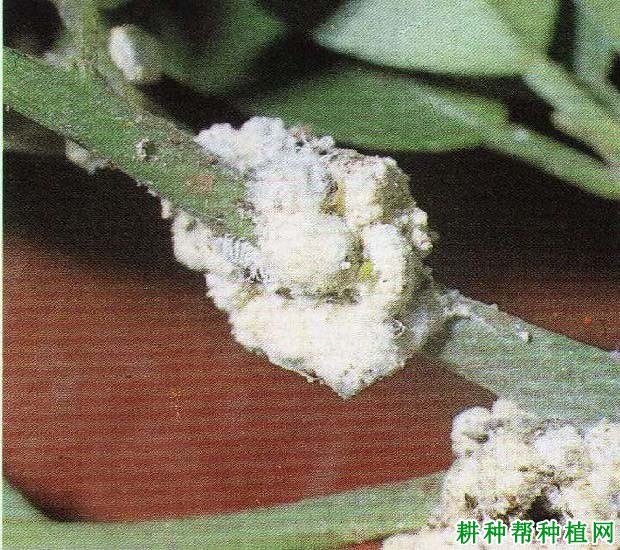 种植番荔枝如何防治介壳虫? 种植番荔枝如何防治介壳虫?