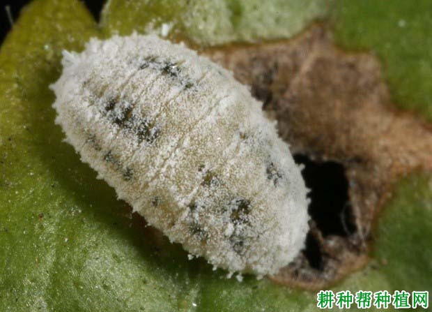 种植番荔枝如何防治介壳虫? 种植番荔枝如何防治介壳虫?
