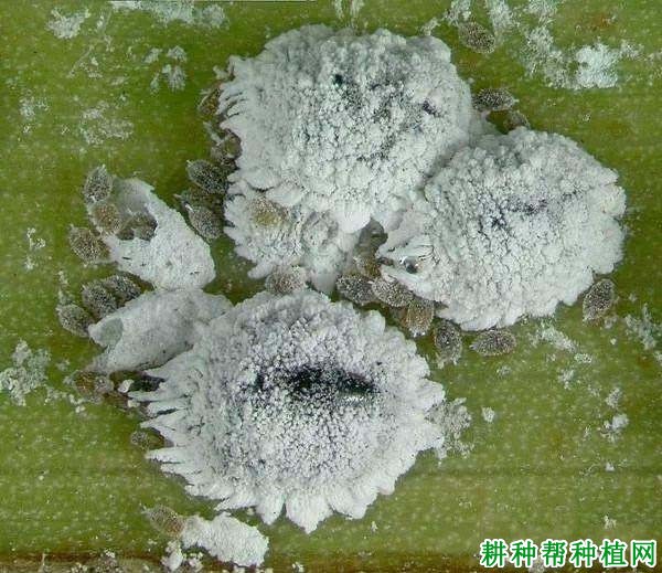 种植番荔枝如何防治介壳虫? 种植番荔枝如何防治介壳虫?