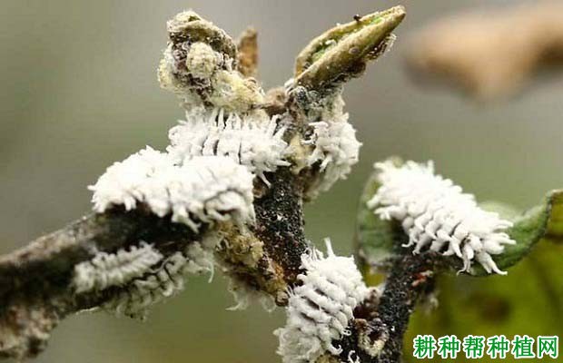 种植番荔枝如何防治介壳虫? 种植番荔枝如何防治介壳虫?