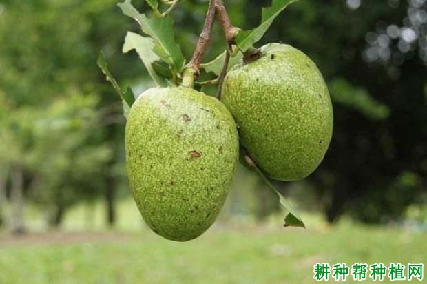 圆滑番荔枝品种好不好? 圆滑番荔枝品种好不好?