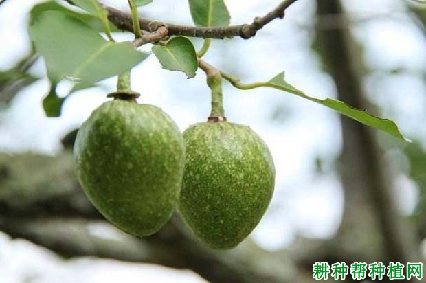 圆滑番荔枝品种好不好? 圆滑番荔枝品种好不好?