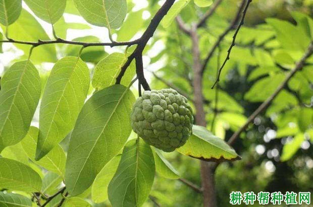 番荔枝叶点霉叶斑病如何防治? 番荔枝叶点霉叶斑病如何防治?