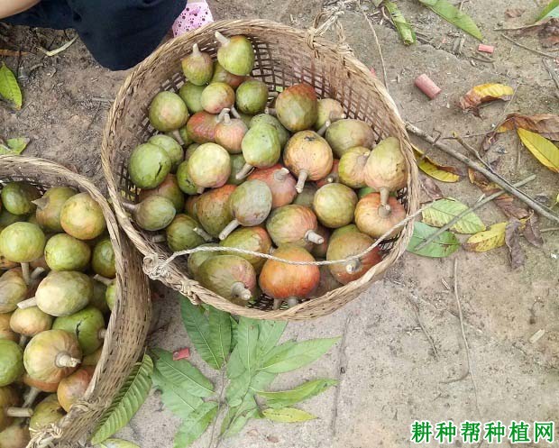 牛心番荔枝品种好不好? 牛心番荔枝品种好不好?