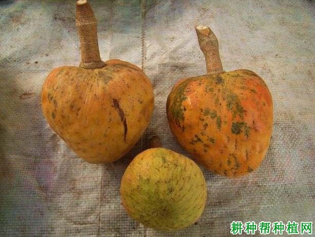 牛心番荔枝品种好不好? 牛心番荔枝品种好不好?