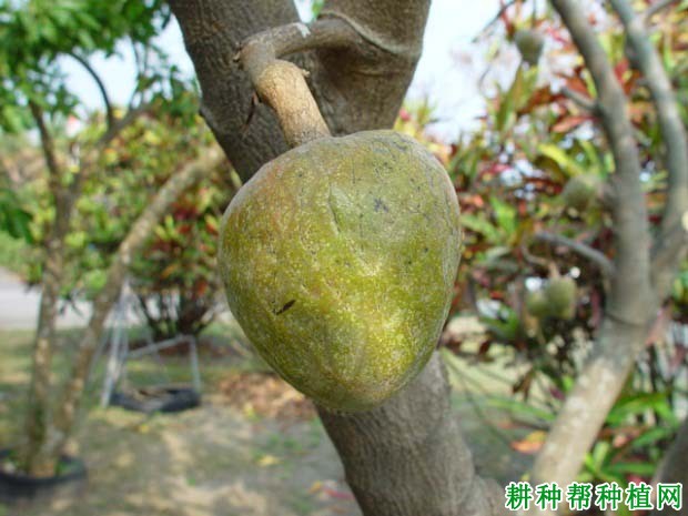 牛心番荔枝品种好不好? 牛心番荔枝品种好不好?
