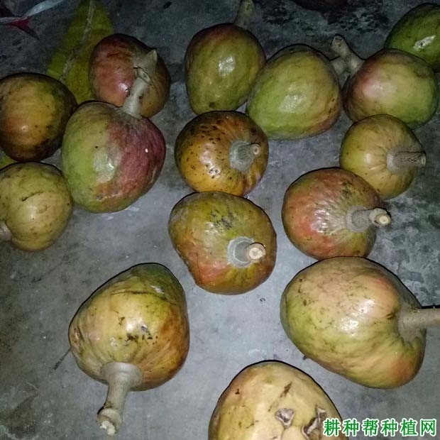 牛心番荔枝品种好不好? 牛心番荔枝品种好不好?