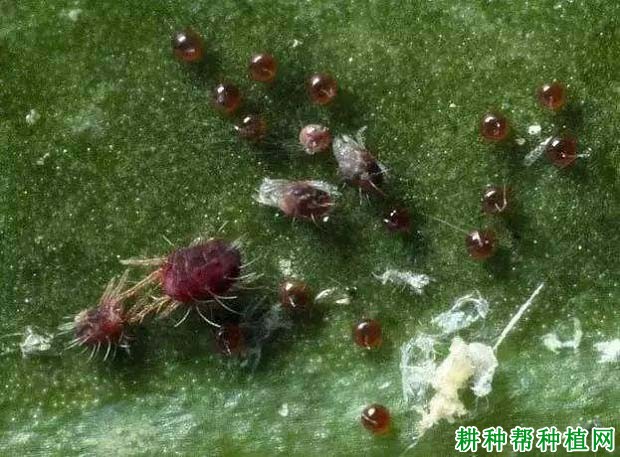 种植番荔枝如何防治红蝴蛛? 种植番荔枝如何防治红蝴蛛?