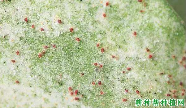 种植番荔枝如何防治红蝴蛛? 种植番荔枝如何防治红蝴蛛?