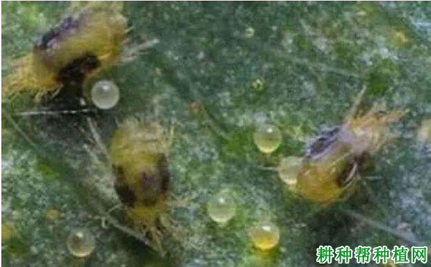 种植番荔枝如何防治红蝴蛛? 种植番荔枝如何防治红蝴蛛?