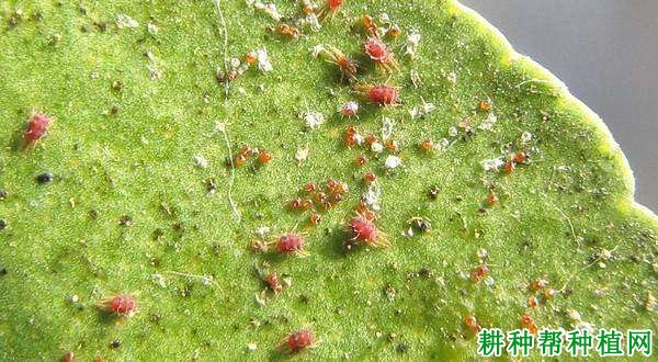 种植番荔枝如何防治红蝴蛛? 种植番荔枝如何防治红蝴蛛?
