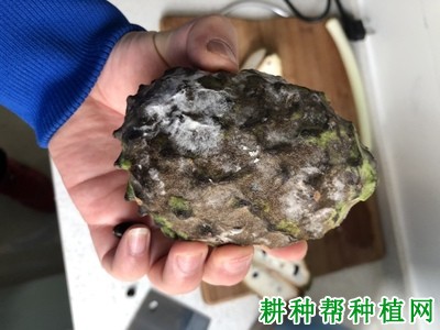 番荔枝软腐病如何防治? 番荔枝软腐病如何防治?