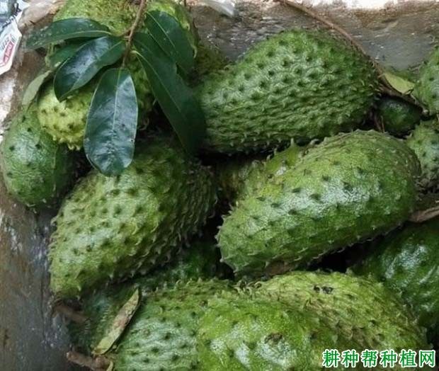 刺番荔枝品种好不好? 刺番荔枝品种好不好?