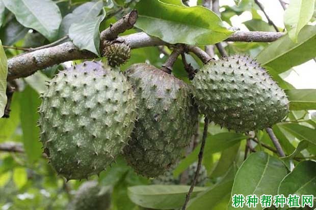 刺番荔枝品种好不好? 刺番荔枝品种好不好?