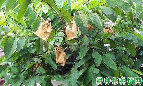 泰国大果番荔枝品种好不好? 泰国大果番荔枝品种好不好?