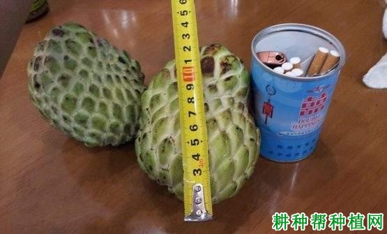泰国大果番荔枝品种好不好? 泰国大果番荔枝品种好不好?