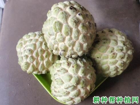 樟林番荔枝品种好不好? 樟林番荔枝品种好不好?
