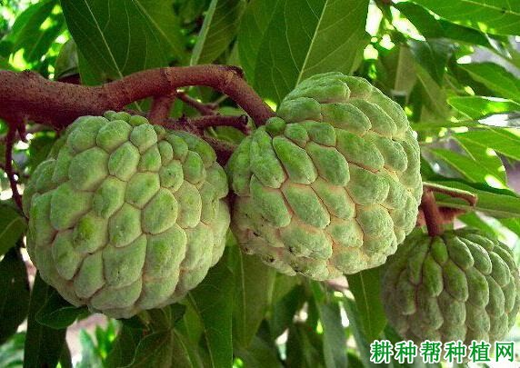 普通番荔枝品种好不好? 普通番荔枝品种好不好?