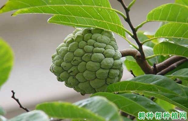 普通番荔枝品种好不好? 普通番荔枝品种好不好?