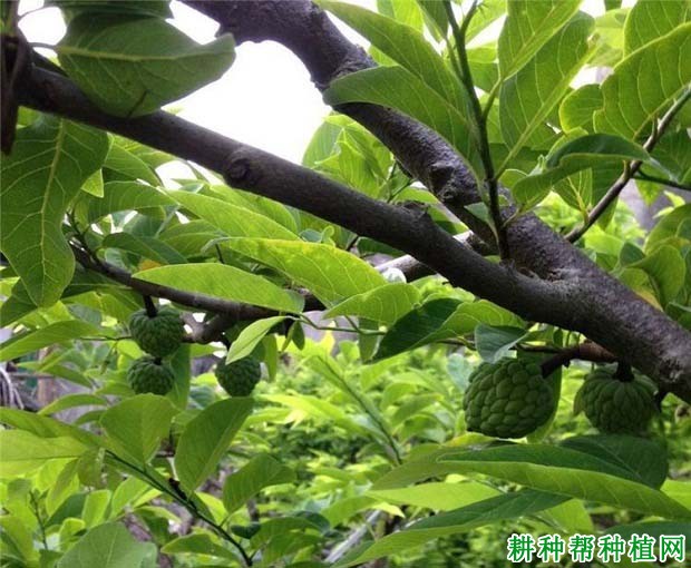 樟林番荔枝品种好不好? 樟林番荔枝品种好不好?