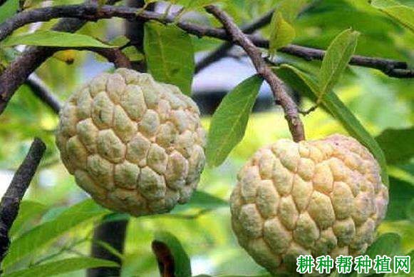 虎门番荔枝品种好不好? 虎门番荔枝品种好不好?