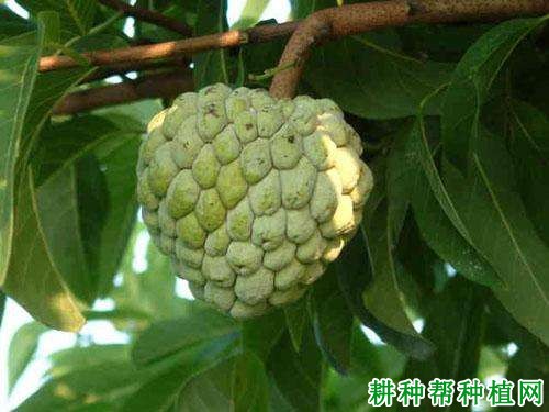 秘鲁番荔枝品种好不好? 秘鲁番荔枝品种好不好?