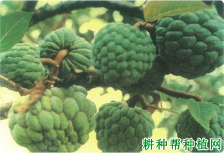 秘鲁番荔枝品种好不好? 秘鲁番荔枝品种好不好?