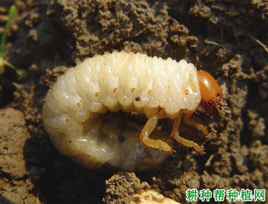 种植番荔枝如何防治铜绿金龟子? 种植番荔枝如何防治铜绿金龟子?