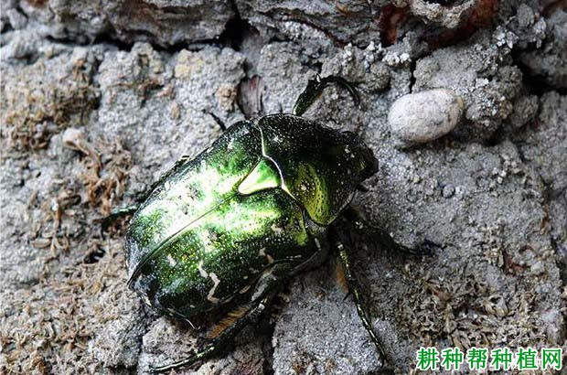 种植番荔枝如何防治铜绿金龟子? 种植番荔枝如何防治铜绿金龟子?