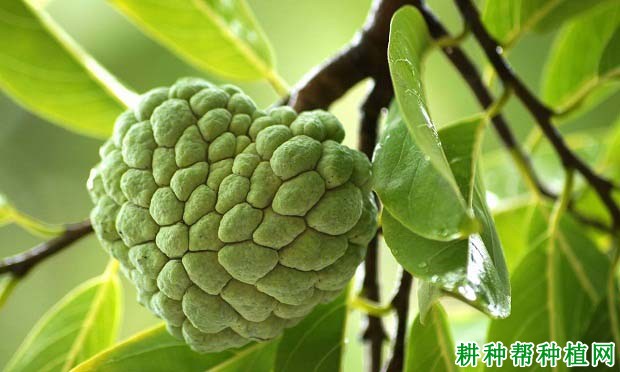 细鳞番荔枝品种好不好? 细鳞番荔枝品种好不好?