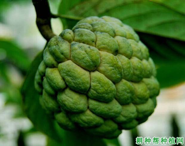 粗鱗番荔枝品种好不好? 粗鱗番荔枝品种好不好?