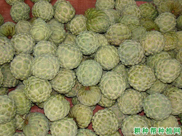玛丁番荔枝品种好不好? 玛丁番荔枝品种好不好?