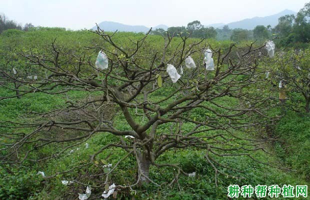 种植番荔枝如何修剪,什么时候修剪好? 种植番荔枝如何修剪,什么时候修剪好?