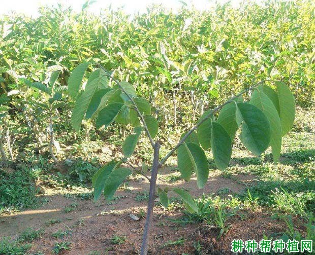 种植番荔枝如何修剪,什么时候修剪好? 种植番荔枝如何修剪,什么时候修剪好?