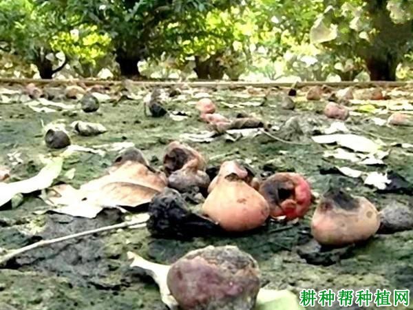 莲雾黄腐病如何防治? 莲雾黄腐病如何防治?